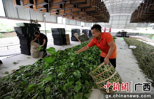 廣西融安縣種桑養(yǎng)蠶工廠化 結(jié)出脫貧致富繭，農(nóng)作物種子經(jīng)營(yíng)助農(nóng)增收