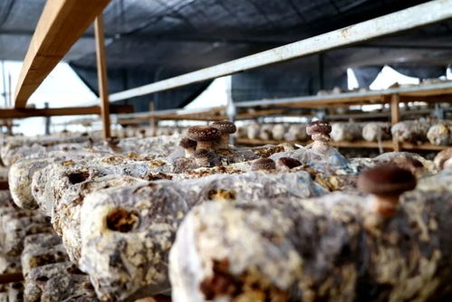 江西多措并舉助銷滯銷農(nóng)產(chǎn)品，保障農(nóng)作物種子經(jīng)營(yíng)穩(wěn)定