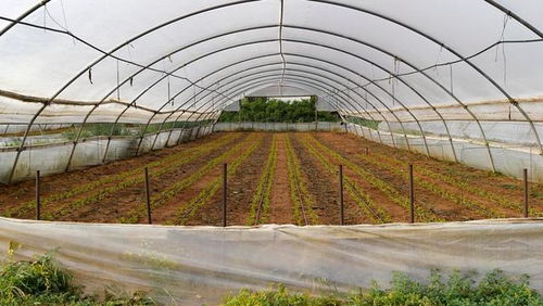 低成本高回報(bào) 農(nóng)作物種子經(jīng)營(yíng)，年賺六萬不是夢(mèng)