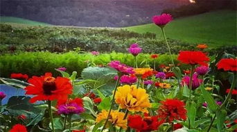 每周營業(yè)兩天，專注精品種子——這個農(nóng)莊讓人流連忘返