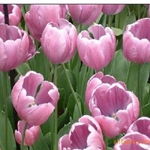 沭陽縣新河鎮(zhèn)綠友花卉園藝場(chǎng) 一站式農(nóng)作物種子經(jīng)營(yíng)服務(wù)，百合、女貞、獼猴桃種子精選供應(yīng)